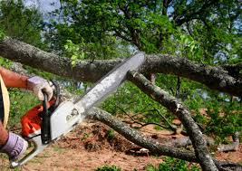  Lonsdale, MN Tree Services Pros